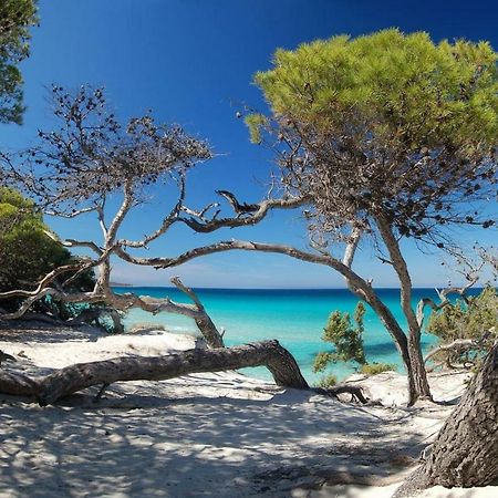 T2 Pour 4 Pers, Charmante Residence Avec Piscine Oletta  Dış mekan fotoğraf